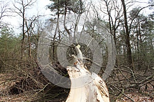 Fallen Tree photo