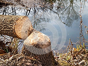 A fallen tree by the water with beaver teeth marks through the trunk