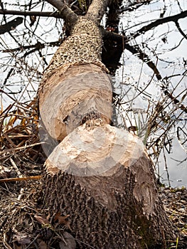 A fallen tree by the water with beaver teeth marks through the trunk