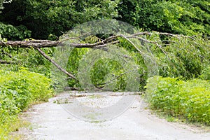 Fallen Tree