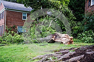 Fallen tree - wind damage to property