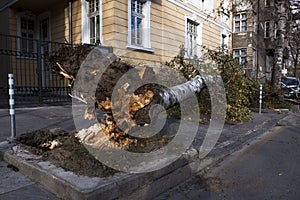 Fallen tree after wind storm