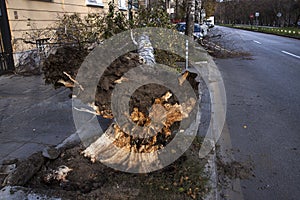 Fallen tree after wind storm