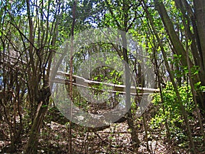 FALLEN TREE IN A WOODED AREA