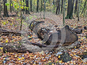 Fallen tree woodland floor