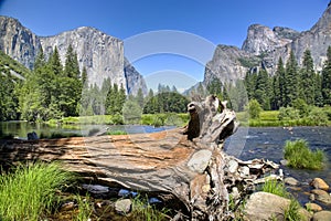 Fallen Tree in Yosemite