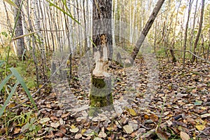 Fallen trees