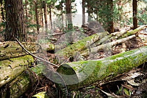 Fallen trees photo