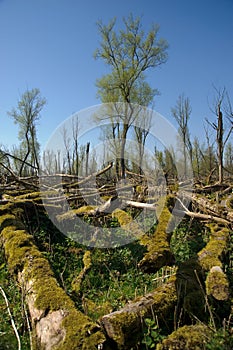 Fallen trees