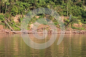 Fallen trees along the shore of the Tambopata River in the rainforest of Peru, South America