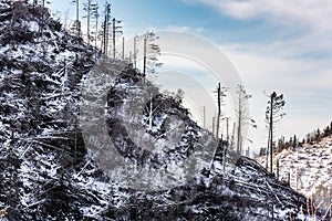 Fallen trees in coniferous forest after strong on the side of a mountain in winter, ecology disaster.