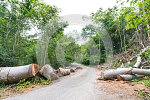 Fallen trees cut to clear path for road through tropical rainforest