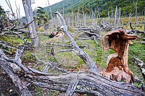 Fallen trees and the damage made by beavers in Dientes de Navarino, Isla Navarino, Chile photo