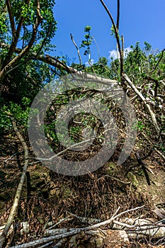 Fallen trees and destroyed forestry after a cyclone