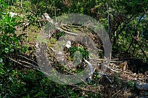 Fallen trees and destroyed forestry after a cyclone