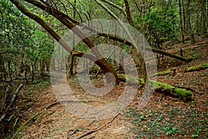 Fallen trees in a forest