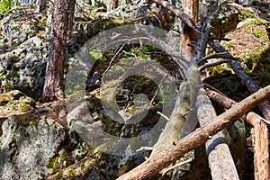 Fallen trees in the forest after the hurricane. National Park.