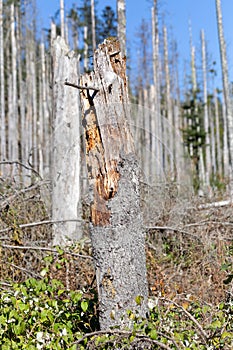 Fallen trees in the forest after hurricante