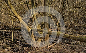 Fallen trees in a sunny bare forest in the Flemish countryside photo