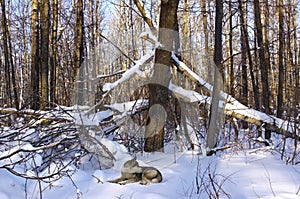 Fallen trees, forest undergrowth, wildlife
