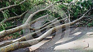 Fallen trees on the ground,close-up.Lying trees on the ground from a strong gust of wind.