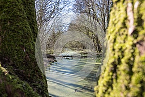Fallen trees in Harderbos seen between two other trees photo