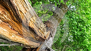 Fallen trees after a hurricane.  Demonic, mystical strange and scary place.