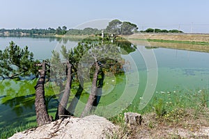 Fallen trees on the lake; in Barragem de Magos, Salvaterra, Port