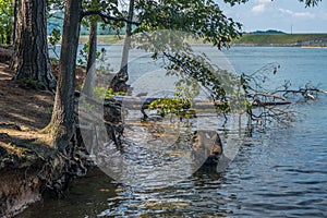 Shoreline erosion at the lake photo