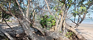 Fallen trees that live around the coastal of Borneo islandbeach