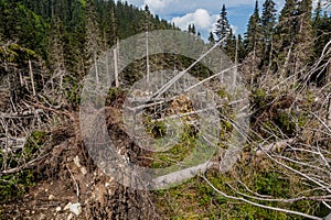 Fallen trees in Nizke Tatry mountains, Slovak