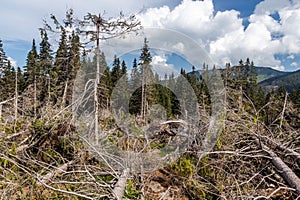 Fallen trees in Nizke Tatry mountains, Slovak