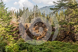 Popadané stromy v Nízkych Tatrách