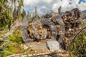 Fallen trees in Nizke Tatry mountains, Slovak