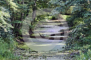 fallen trees on the Obra river and deciduous forest during summer photo