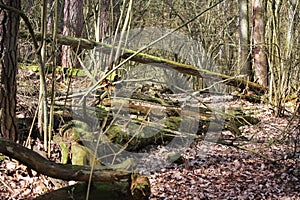 Fallen trees on a path through the forest