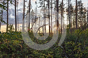 Fallen trees in a pine forest