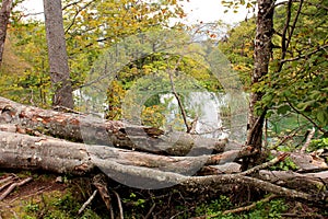 Fallen trees at Plitvice Lakes National Park in Croatia