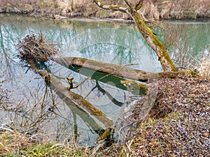 Fallen trees in the river due to lateral soil erosion