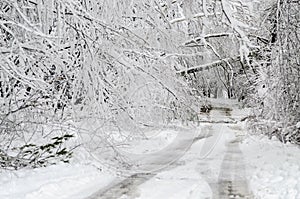 Fallen trees on road in winter snow storm