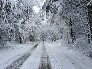 Fallen trees on road in winter storm Quinn