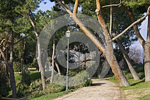 Fallen trees in the San Isidro park in Madrid after the snow storm Filomena photo