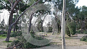 Fallen trees in the San Isidro park in Madrid after the snow storm Filomena. Destroyed trees,