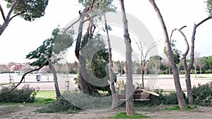 Fallen trees in the San Isidro park in Madrid after the snow storm Filomena. Destroyed trees,