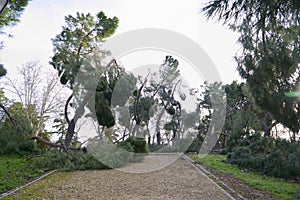 Fallen trees in the San Isidro park in Madrid after the snow storm Filomena. Destroyed trees, broken branches