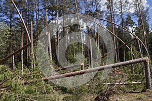 Fallen trees, storm damage, windfall.