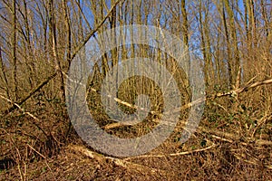 Fallen trees in a sunny winter forest