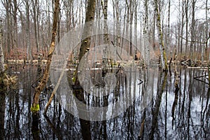 Fallen Trees in Swamp