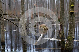 Fallen Trees in Swamp