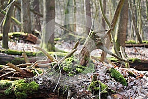 Fallen trees in a wild forest